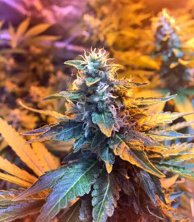 Graines de cannabis Wedding Cake (Big Head Seeds)