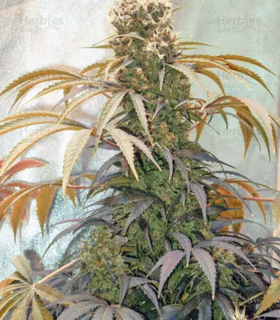 White Skunk feminized seeds (White Label Seed Company)