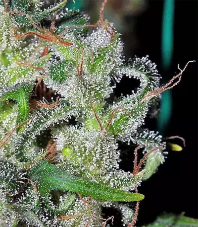 Zamaldelica feminized seeds