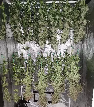 Amnesia Lemon Kush Seeds (Original Sensible Seeds)