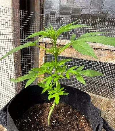 Auto Euforia (Dutch Passion)