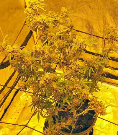 Big Bang Auto Seeds