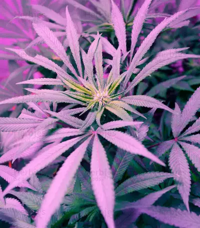 Graines de cannabis Blue Pyramid (Pyramid Seeds)