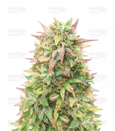Cheese Auto Feminized Seeds (Herbies Seeds Canada)