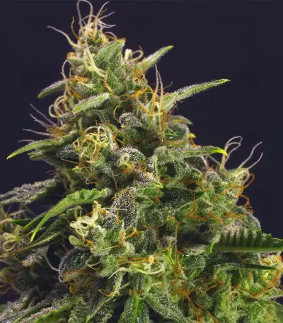 Chem-Bomb Auto Seeds