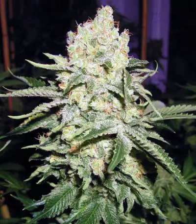 Cookies & Cream Cheese Seeds