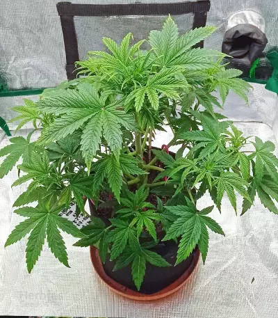 Semi femminizzati Exodus Cheese Auto CBD