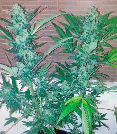 Semi femminizzati Exodus Cheese