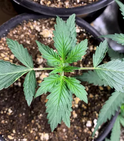 Gelato Auto strain