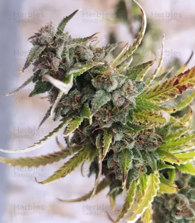 Girl Scout Cookies Autoflower feminized seeds