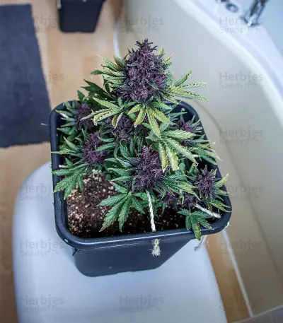 Purple Bud Seeds