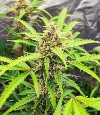 Graines féminisées de Scarlet Skunk Autoflower (EGS)
