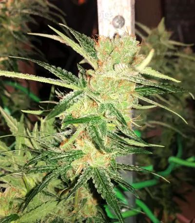 Sour Lemon OG Seeds (Emerald Triangle Seeds)