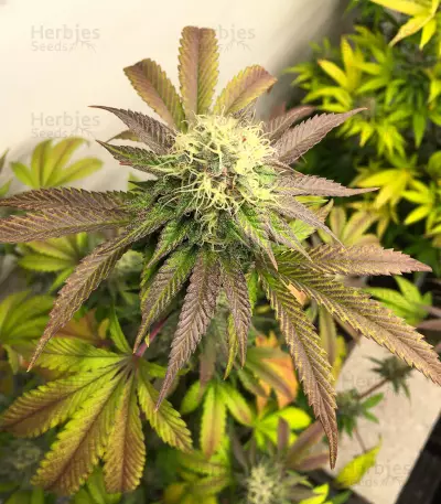 Sour Strawberry Seeds (Barney's Farm)