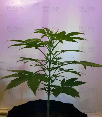 Alien Gorilla feminized seeds (Original Sensible Seeds)