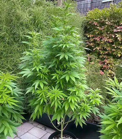 Amnesia Haze Seeds (Royal Queen Seeds)