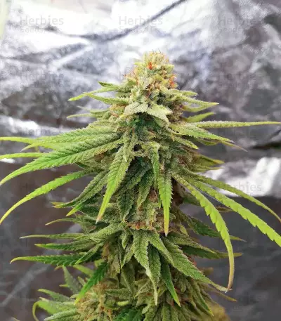 Amsterdam Amnesia Seeds (Dutch Passion)
