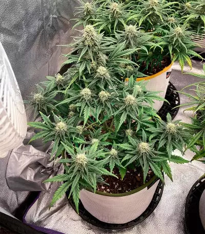Bubblegum Auto