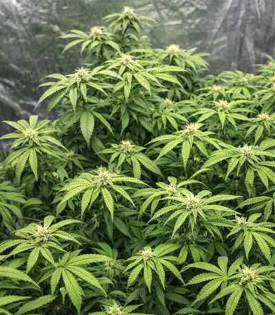 Bubblehead 13 Seeds