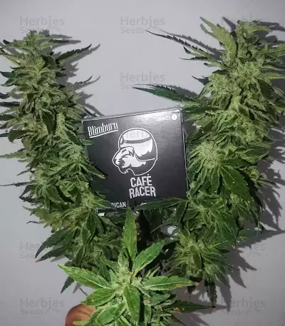 Semi Femminizzati Café Racer (BlimBurn Seeds)