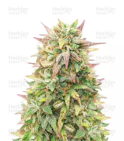 Cheese Auto