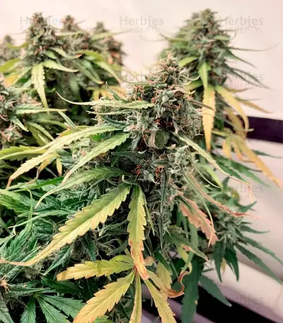 Creeper Auto Seeds