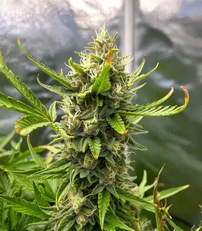 Critical Purple Auto Seeds