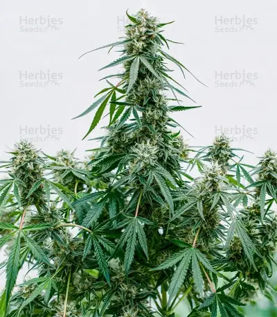 Elephant Auto Seeds
