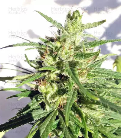 Graines de cannabis Ethiopian Regular (Ace Seeds)