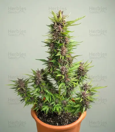 Forbidden Cherry Auto Seeds