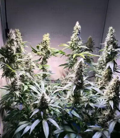Gelato #45 féminisée (Barney's Farm)