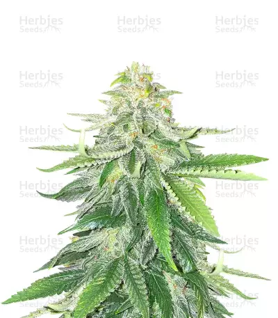 GG#4 Original Glue Feminized Seeds (Herbies Seeds USA)