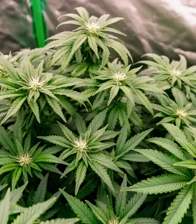 Gorilla G4 Fast Seeds