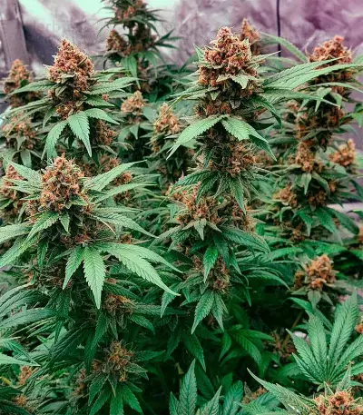 Grandaddy Purple