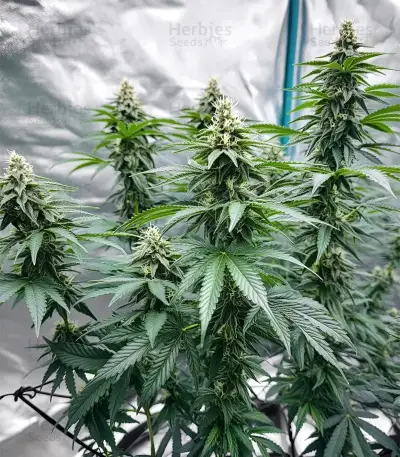 Grape Stomper Seeds