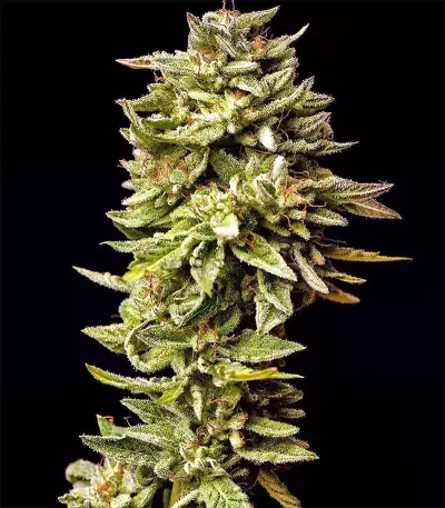 Graines de cannabis Guys Girl Scout Cookie Glue Auto (GGG1 Auto) (Dr. Krippling Seeds)