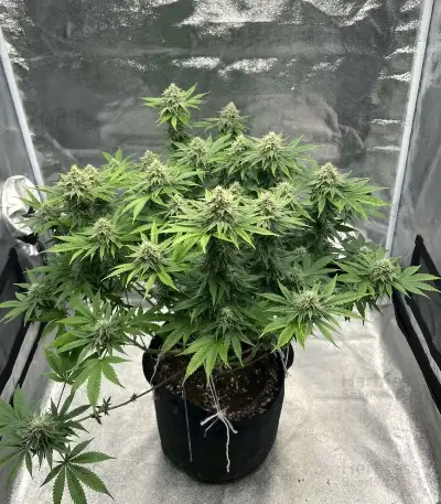 Insane OG Seeds