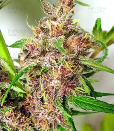 Graines de cannabis Malawi x PCK Regular (Ace Seeds)