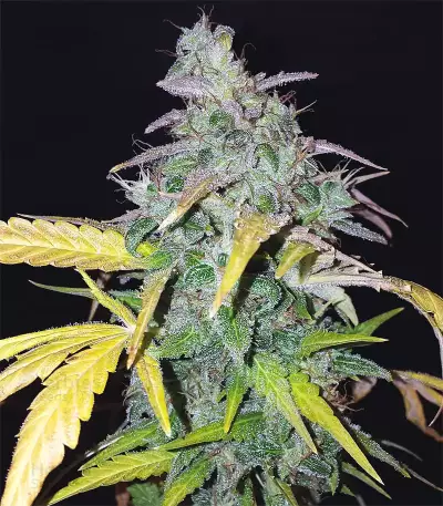 Orange Sherbet Auto Seeds