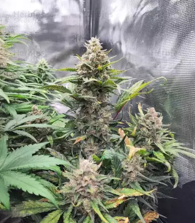 Pound Cake Auto Seeds