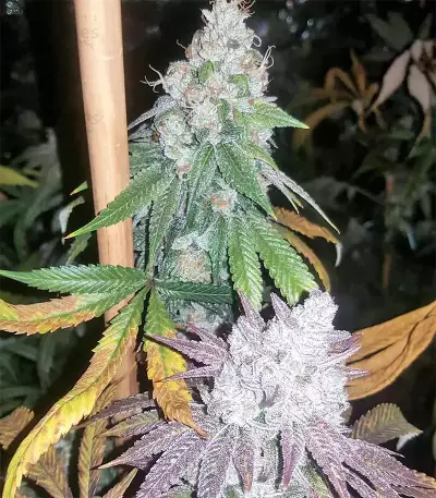 Pure Kush Seeds (Original Sensible Seeds)