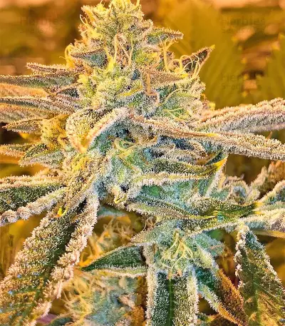 Pure Kush Seeds (Original Sensible Seeds)