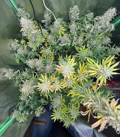 Graines de Purple Juice Auto (Herbies Seeds)