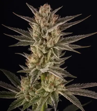 RS11 x Banana OG Seeds (Barney's Farm)
