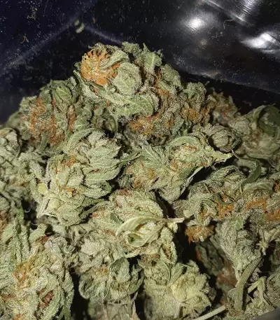 Runtz Muffin Seeds (Barney’s Farm)