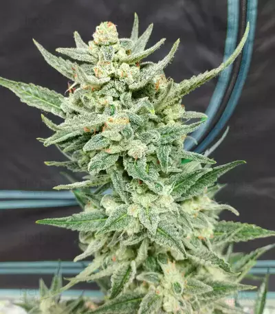 Strawberry Banana Auto Seeds