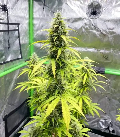 Super Lemon Cloud Auto Seeds