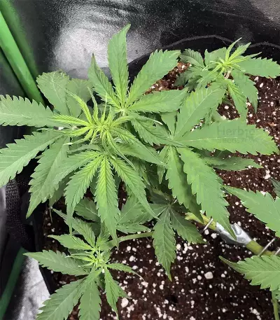 Graines de cannabis Tangie (Big Head Seeds)