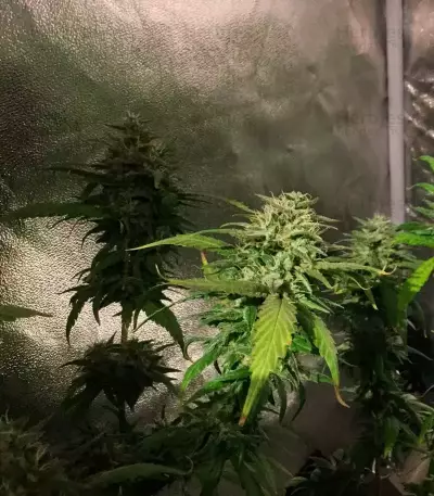 Triple Cheese Seeds - Cannabis Strain Seeds for Sale