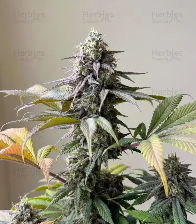 White Widow (RQS)